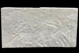 Two Eocene Age Fossil Bird Tracks - Utah #72569-1